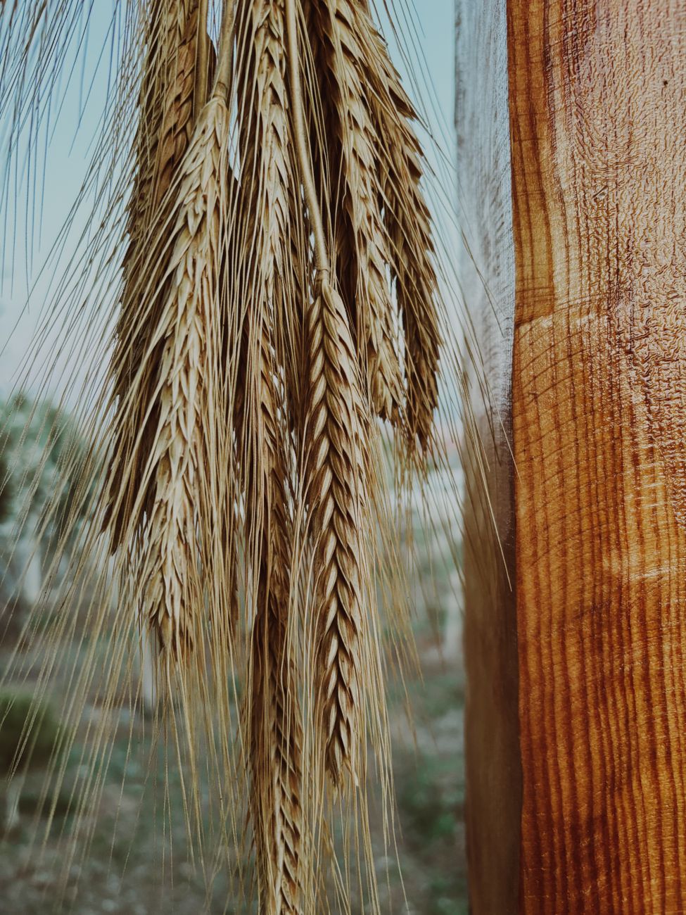 close up of wheat stalks hanging outdoors