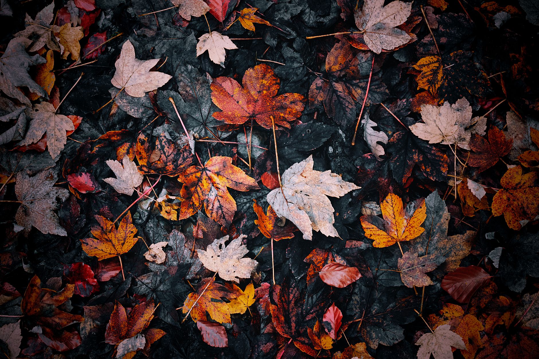 fallen leaves in autumn colors